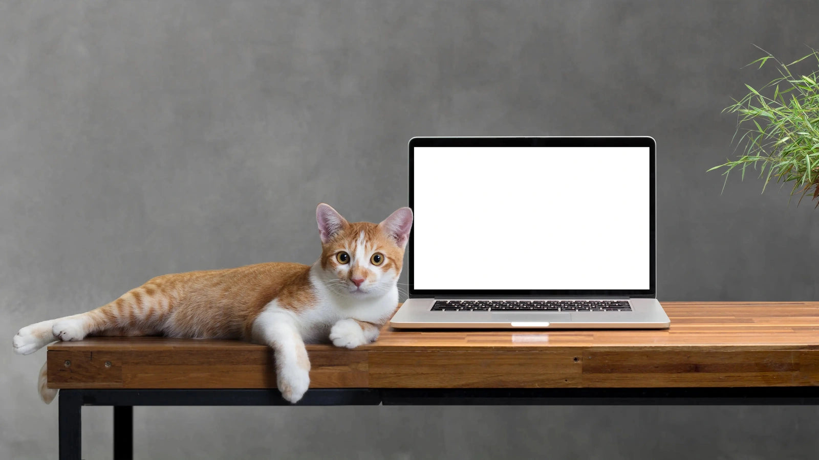photo d'un chat avec un ordinateur